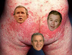 Bush Rash