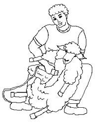 Sheep